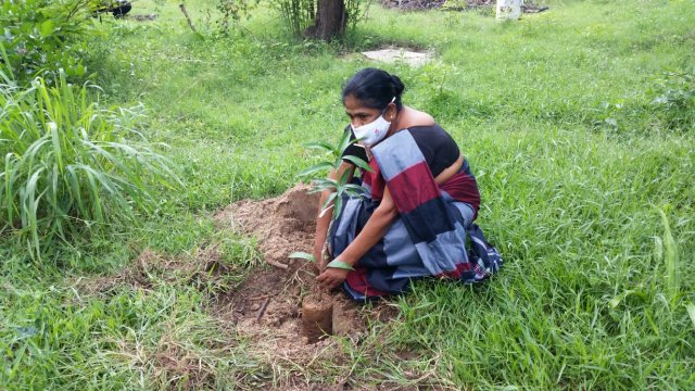 Tree Plantation at GA Bungalow